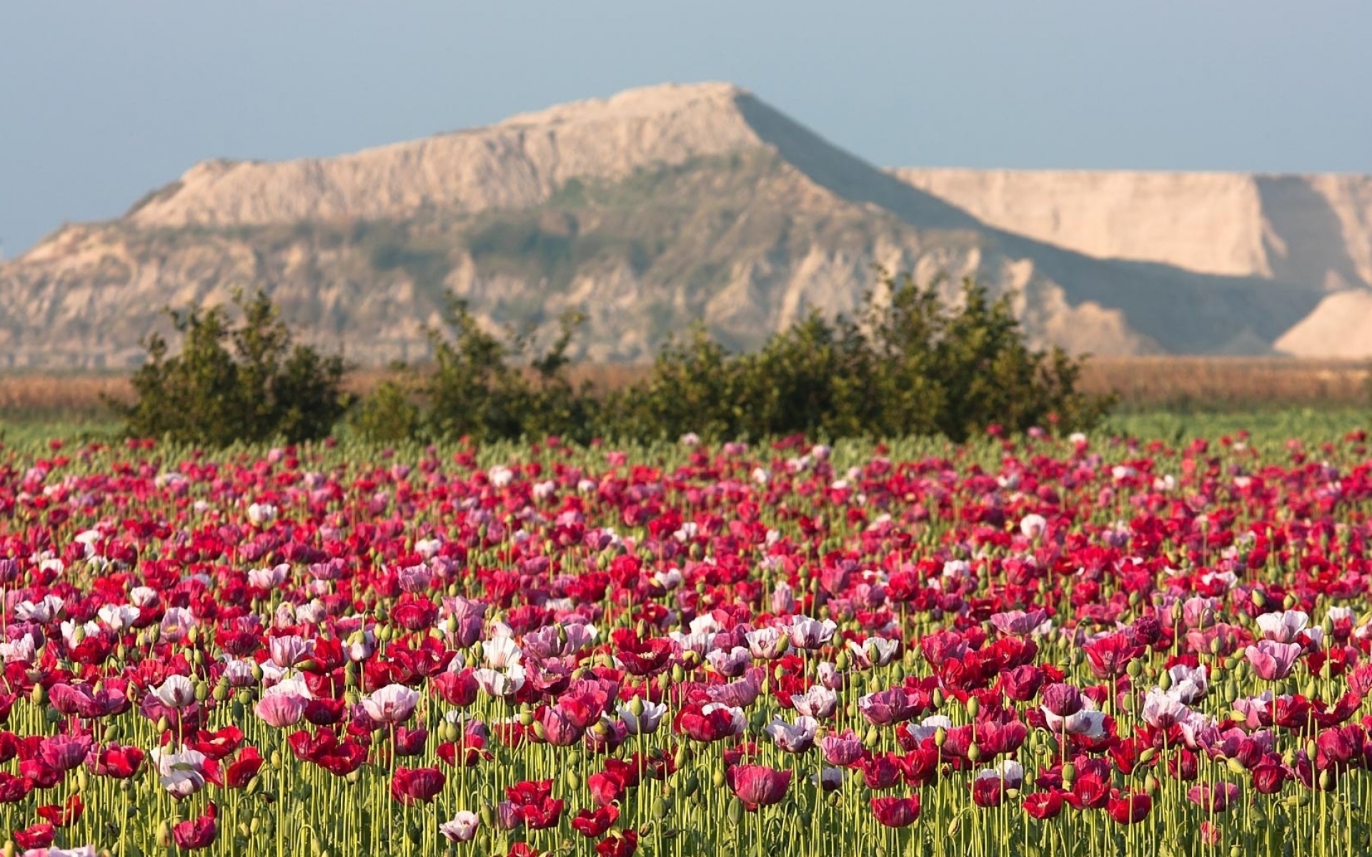 Тюльпаны киргизии