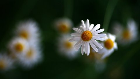 Ромашка, цветы, размытие