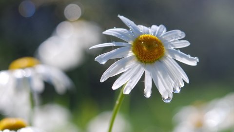 Ромашки, цветы, поле, природа, капли