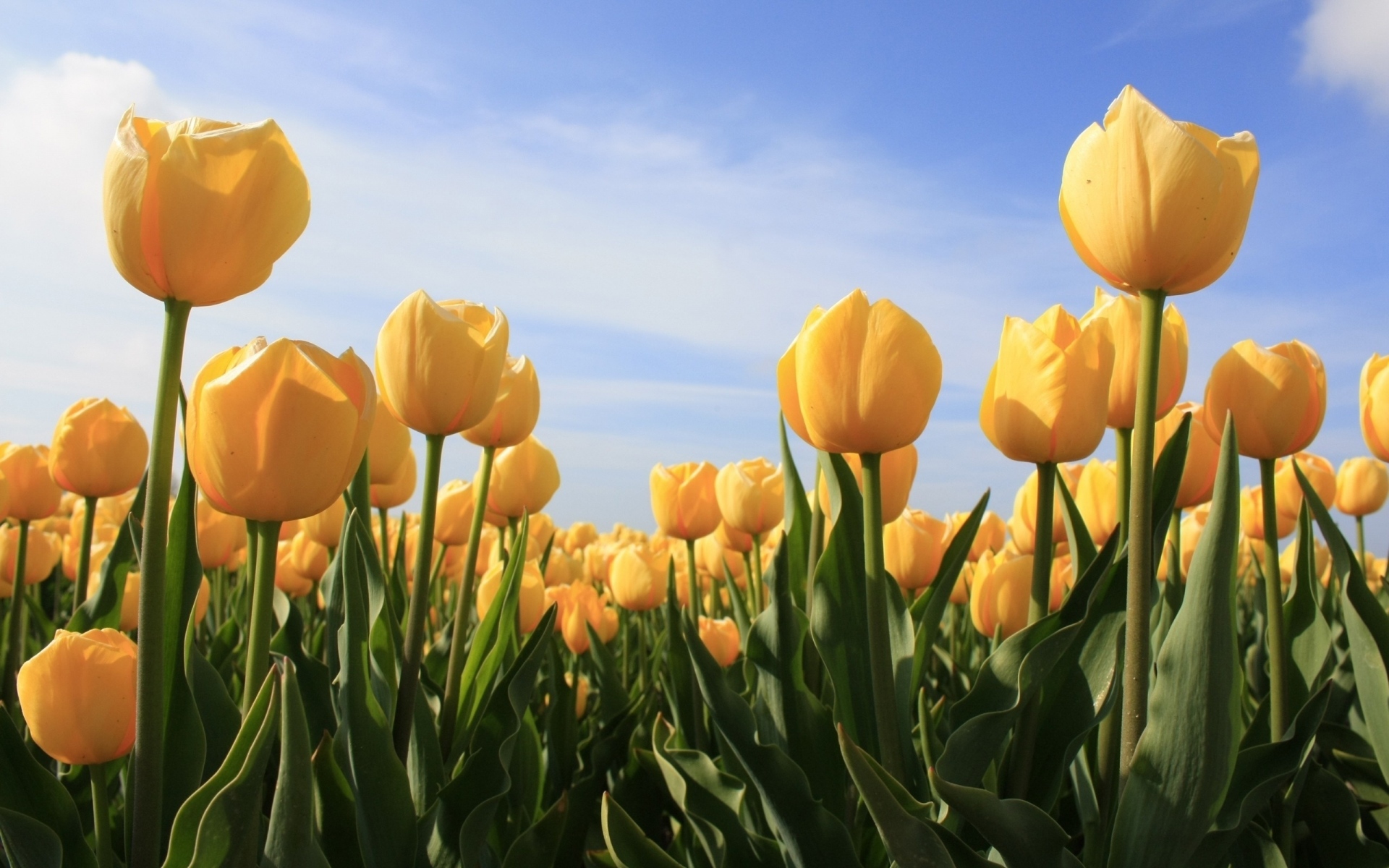 Картинки Тюльпаны, цветы, желтый, небо, солнце фото и обои на рабочий стол