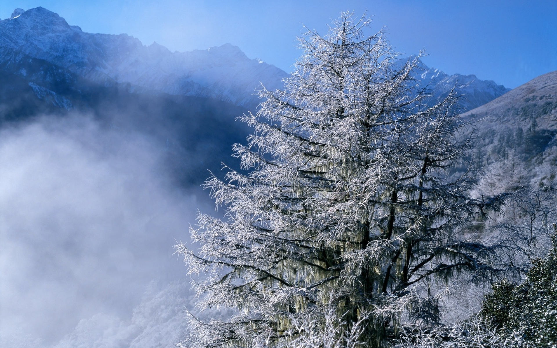 Картинки Зима, елки, верх, туман, иней, сосульки фото и обои на рабочий стол