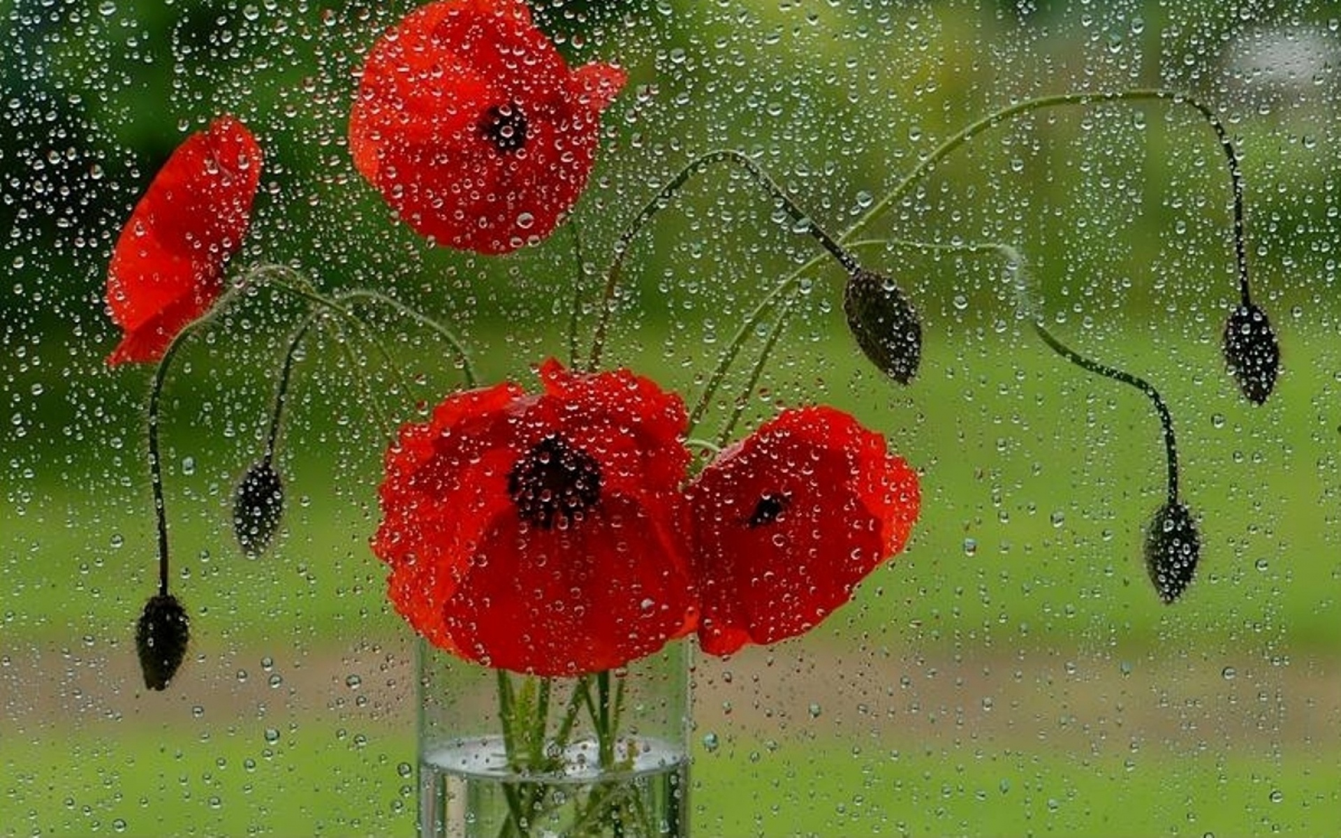 Открытки с дождливым весенним утром. Цветы под дождем. Летний дождь. Дождливый летний день. Цветы за мокрым стеклом.