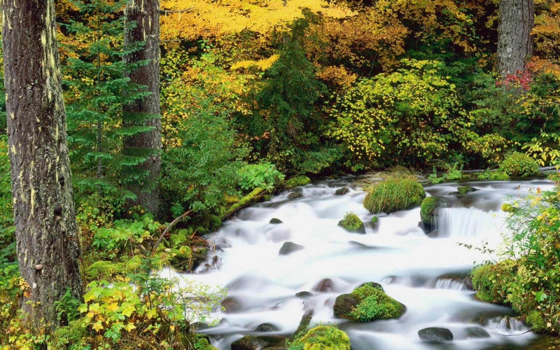 Картинки Willamette национальный лес, oregon, дерево, деревья, осень, река, камни фото и обои на рабочий стол
