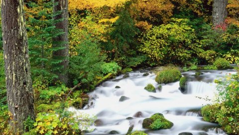 Willamette национальный лес, oregon, дерево, деревья, осень, река, камни