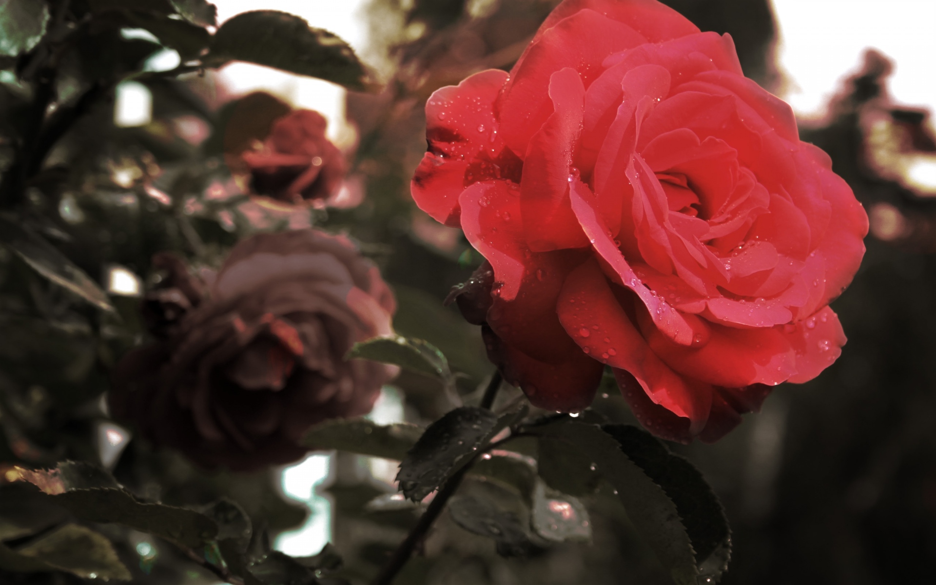 Картинки Розы, цветы, капли, стебли, дождь, сад фото и обои на рабочий стол
