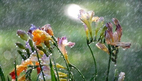 Цветы, капли дождя, природа
