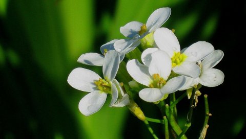 Цветы, травы, капли, природа, сад