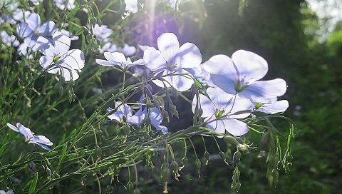 Цветы, луг, лесные края, лучи, мед, травы