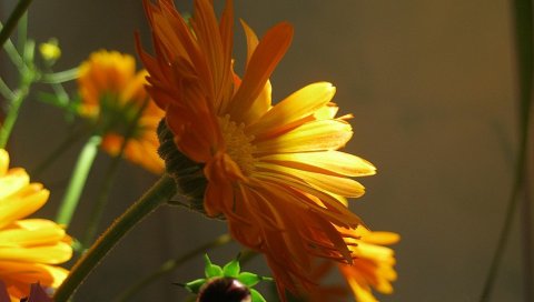 Цветы, стебель, бутон, лучи, солнце