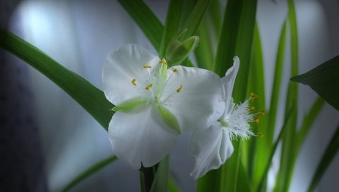 Цветы, домашние животные, травы, тычинки, крупный план