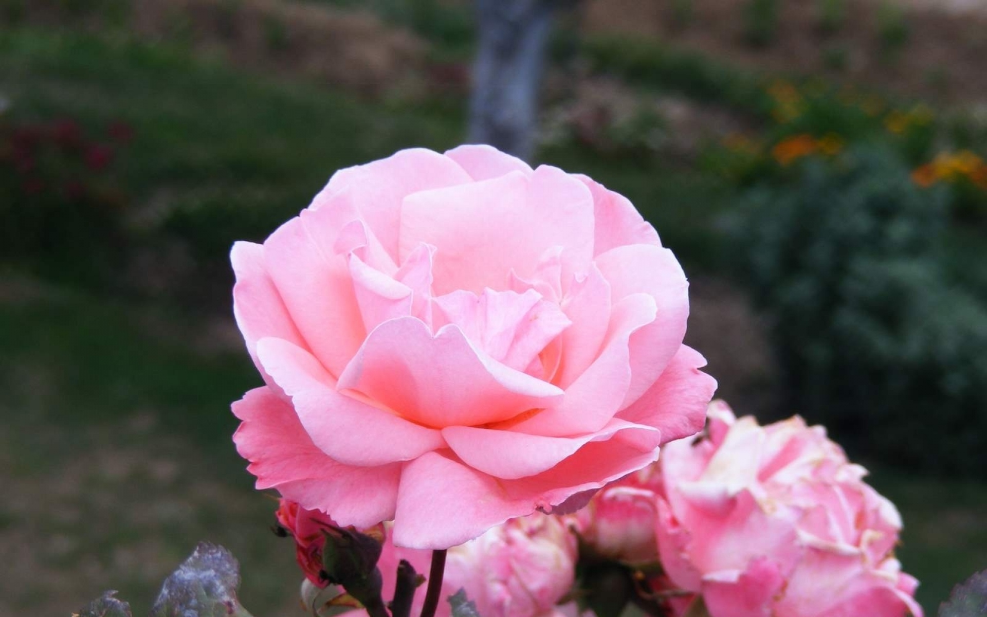 Картинки Розы, цветы, розовый, сад, зелень фото и обои на рабочий стол