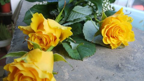 Розы, цветы, цветок, желтый, бетон, улица, автомобиль