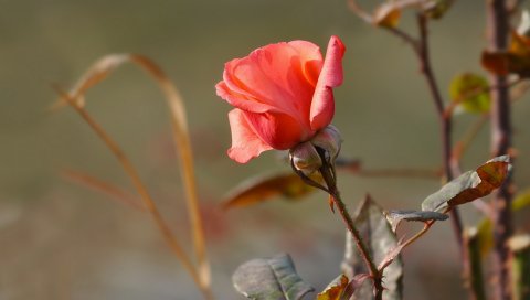 Роза, цветок, листья, шипы, природа