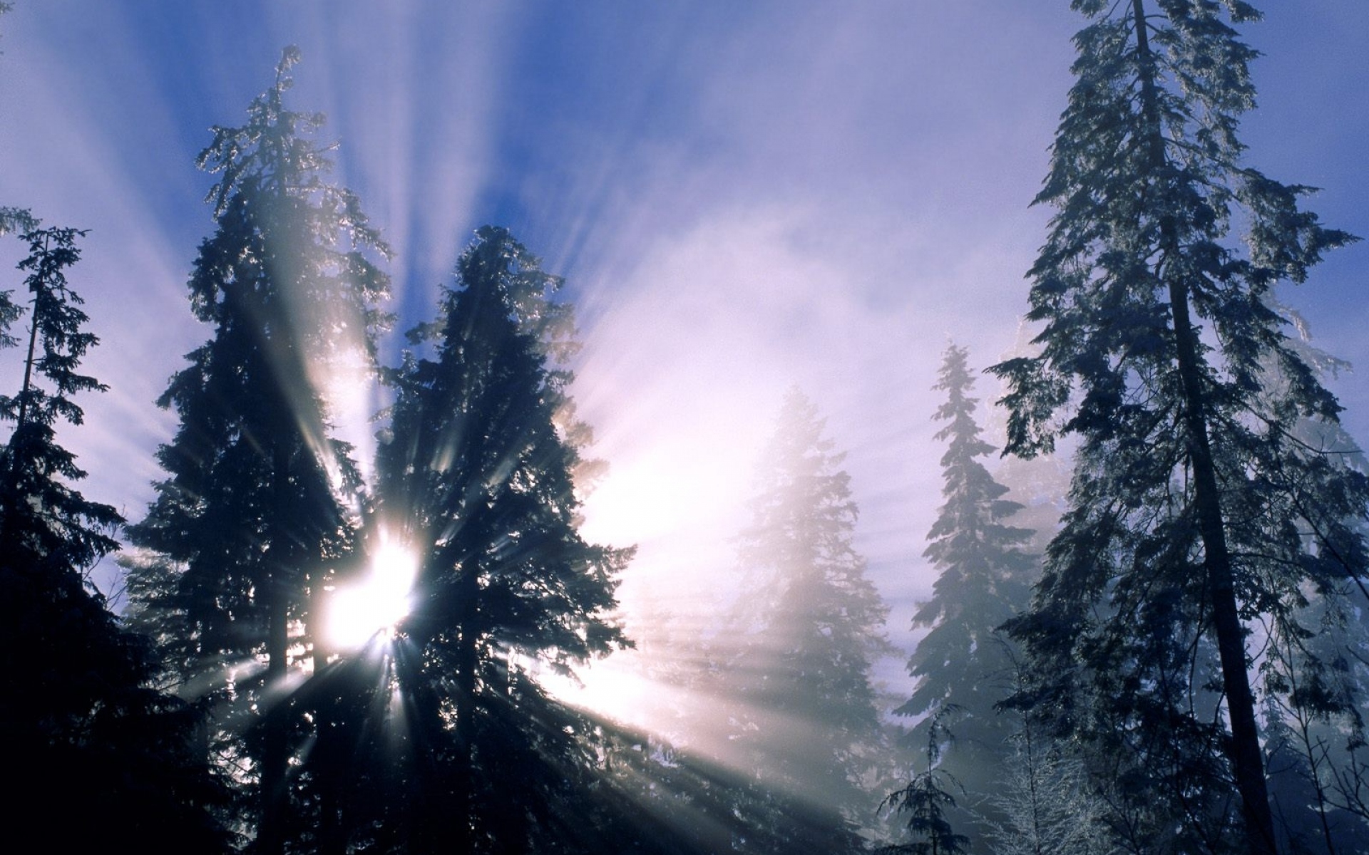 Картинки Зима, солнце, свет, лучи, деревья, освещение, утро фото и обои на рабочий стол