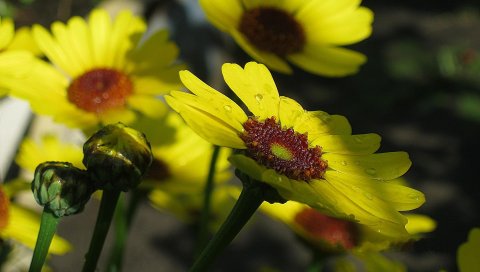 Цветы, капли, почки, стебли, желтый