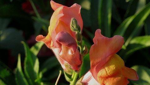 Snapdragon, цветок, зелень, крупный план