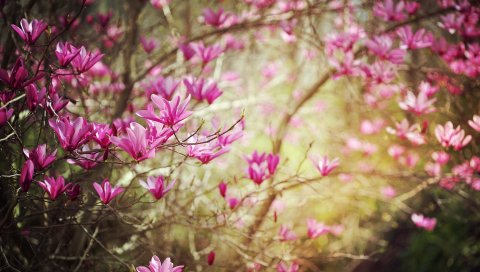 Цветы, ветки, весна, природа, кустарник