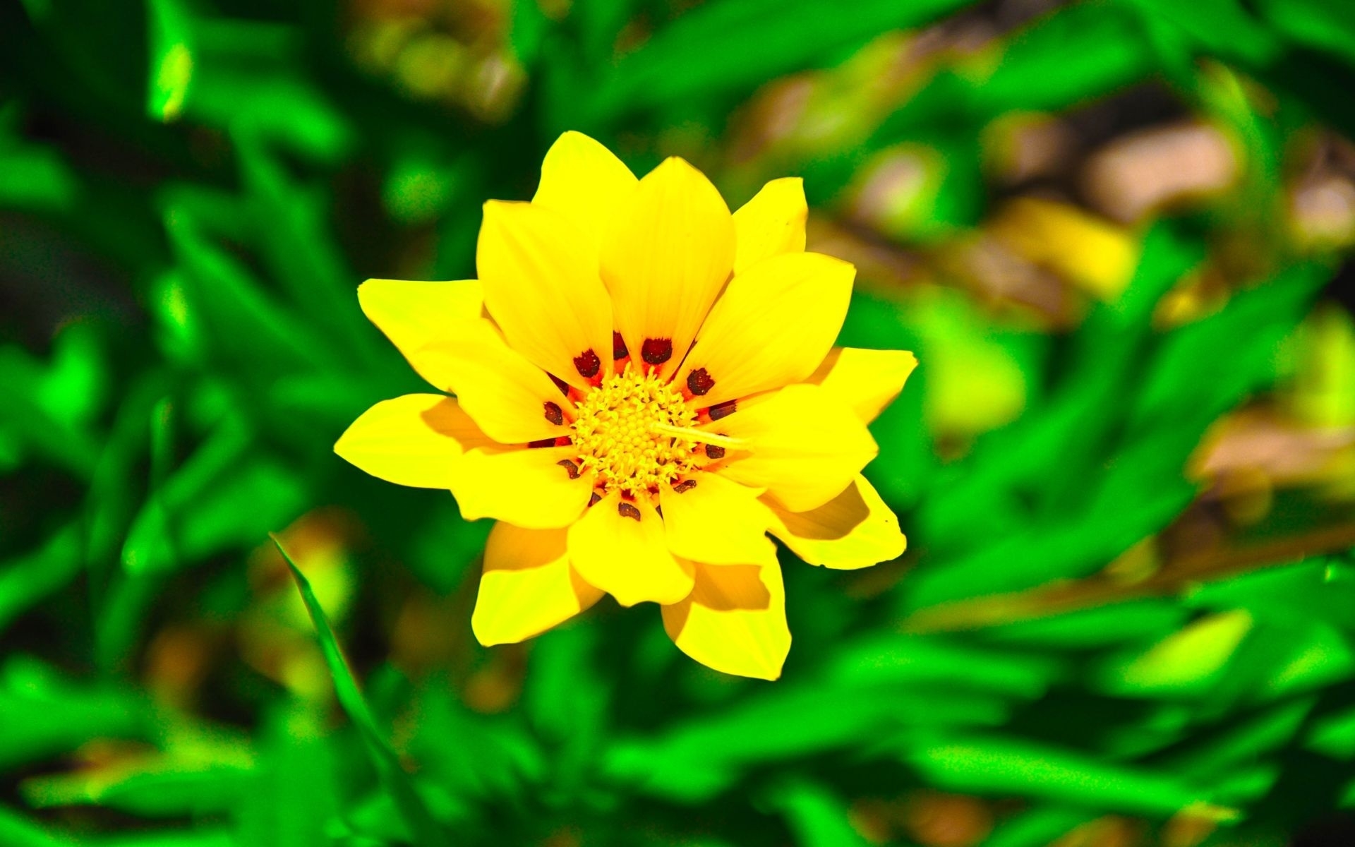 Желтый цветок в зеленой траве скачать