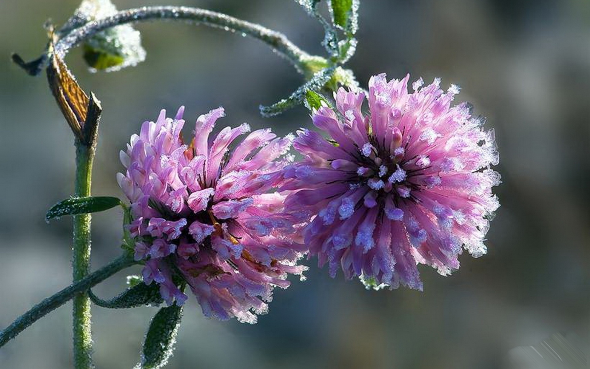 2 flowers. Клевер Луговой. Красивый Клевер. Клевер Макросъемка. Два цветка.