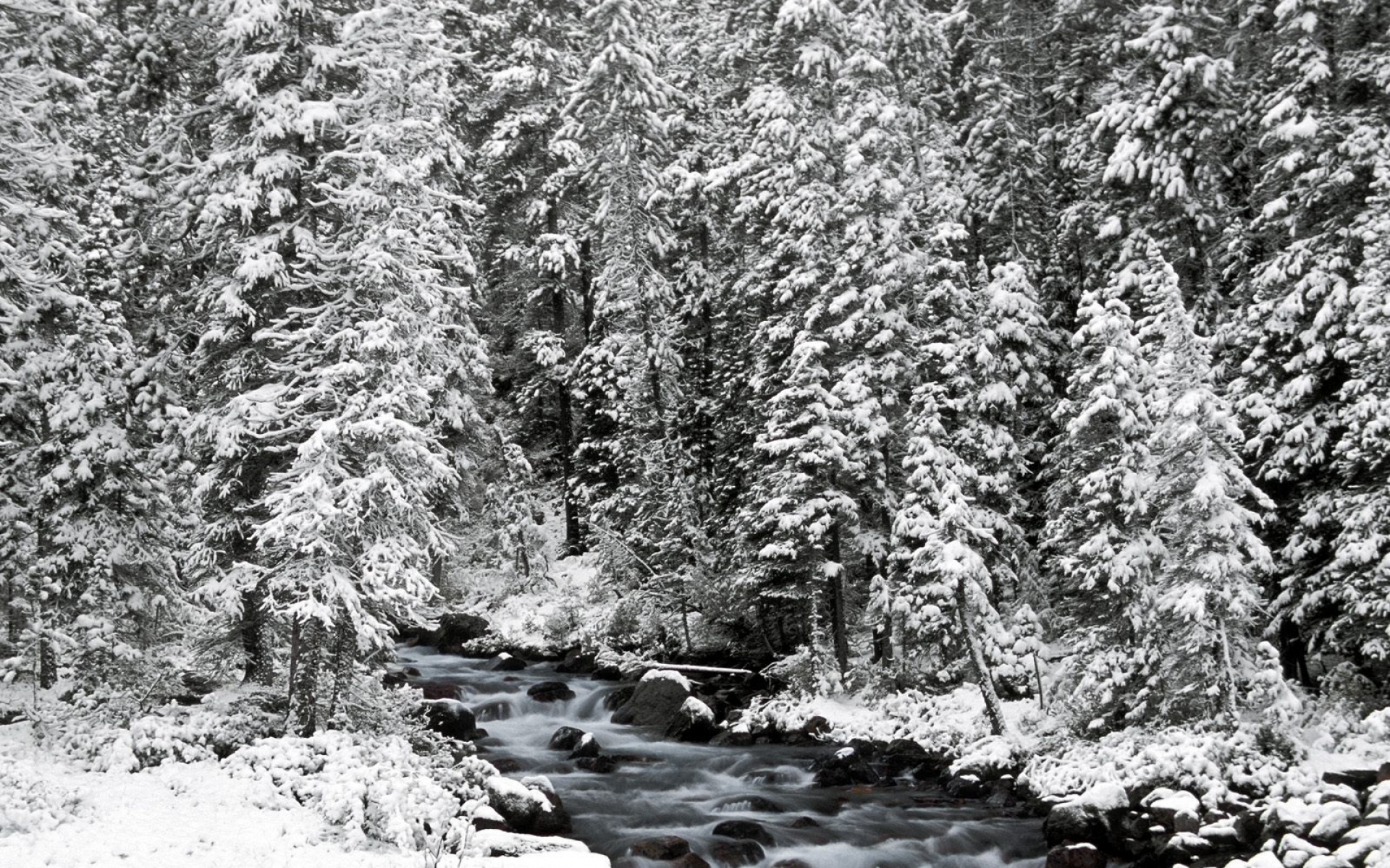 Картинки Национальный парк Банф, Альберта, Канада, елки, снег, деревья, река, камни, текущий, зима фото и обои на рабочий стол