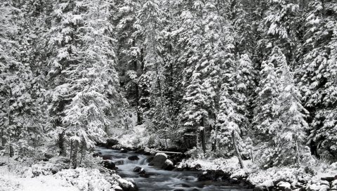 Национальный парк Банф, Альберта, Канада, елки, снег, деревья, река, камни, текущий, зима