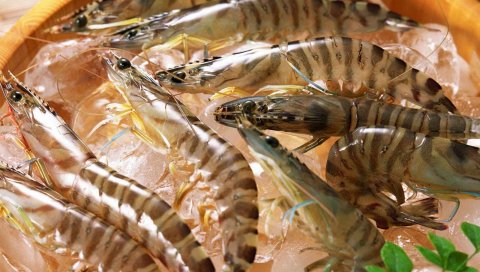 Креветки, лед, зелень, свежие, морепродукты