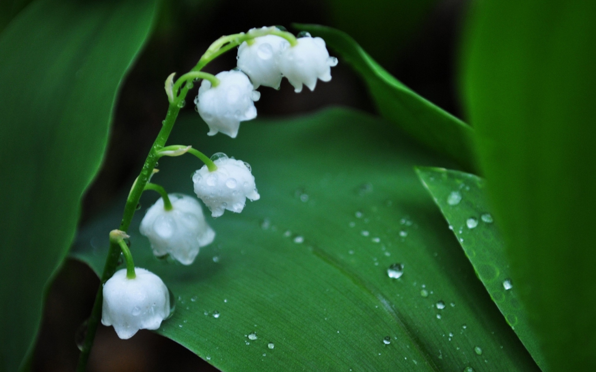 Картинки Muguet, цветок, колокол, капли, роса, утро, листья фото и обои на рабочий стол