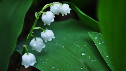 Muguet, цветок, колокол, капли, роса, утро, листья