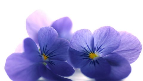 Синий альт, цветы, лепестки, крупный план