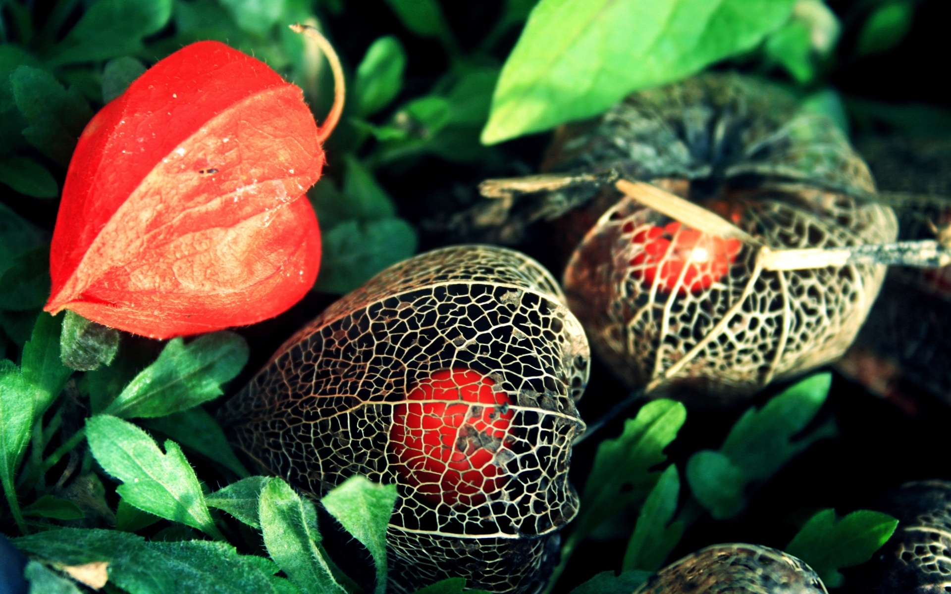 Картинки Physalis, цветы, коробка, зеленый, сетка фото и обои на рабочий стол