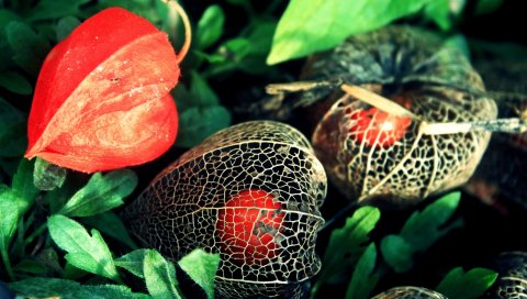 Physalis, цветы, коробка, зеленый, сетка