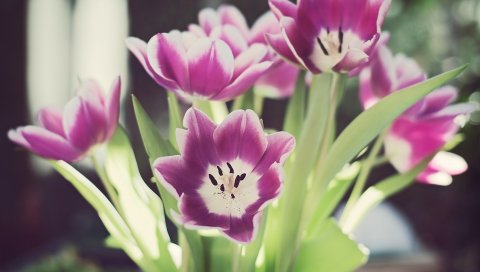 Ulips, цветы, тычинки, рыхлые, зеленые