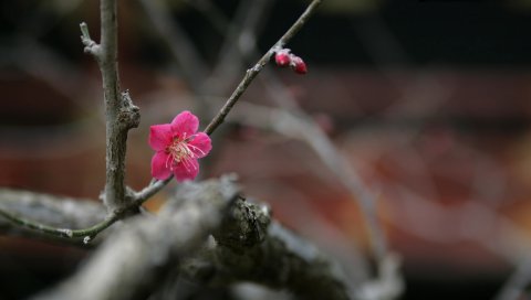 Цветы, веточки, почки, размытие