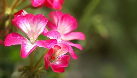 Цветы, стебли, пыльца, размытие, красочный