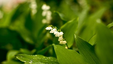 Muguet, цветы, природа, лес, зелень, редкость
