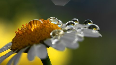 Ромашка, капли, тень, цветок