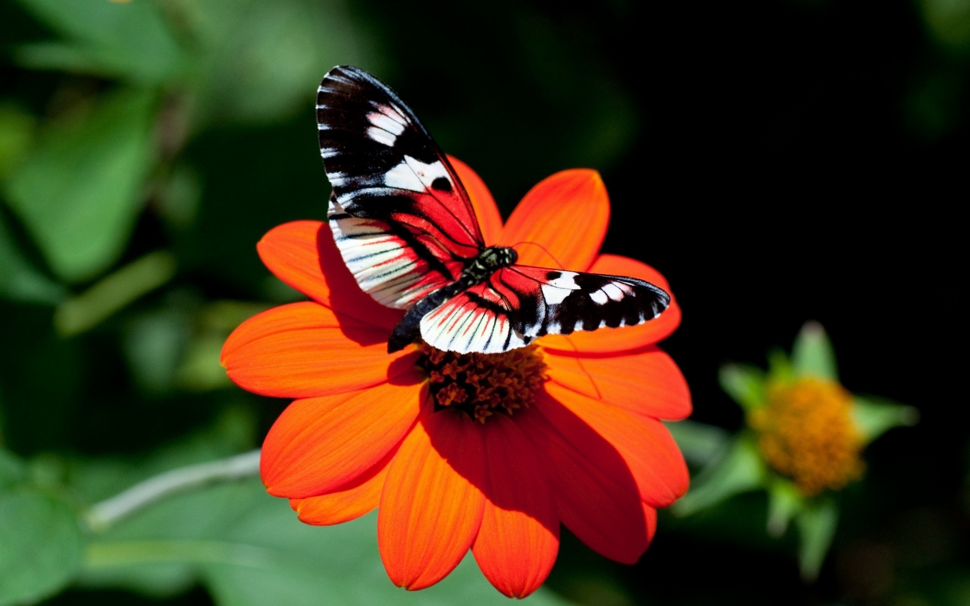 Картинки Бабочка, цветок, полет, крылья фото и обои на рабочий стол