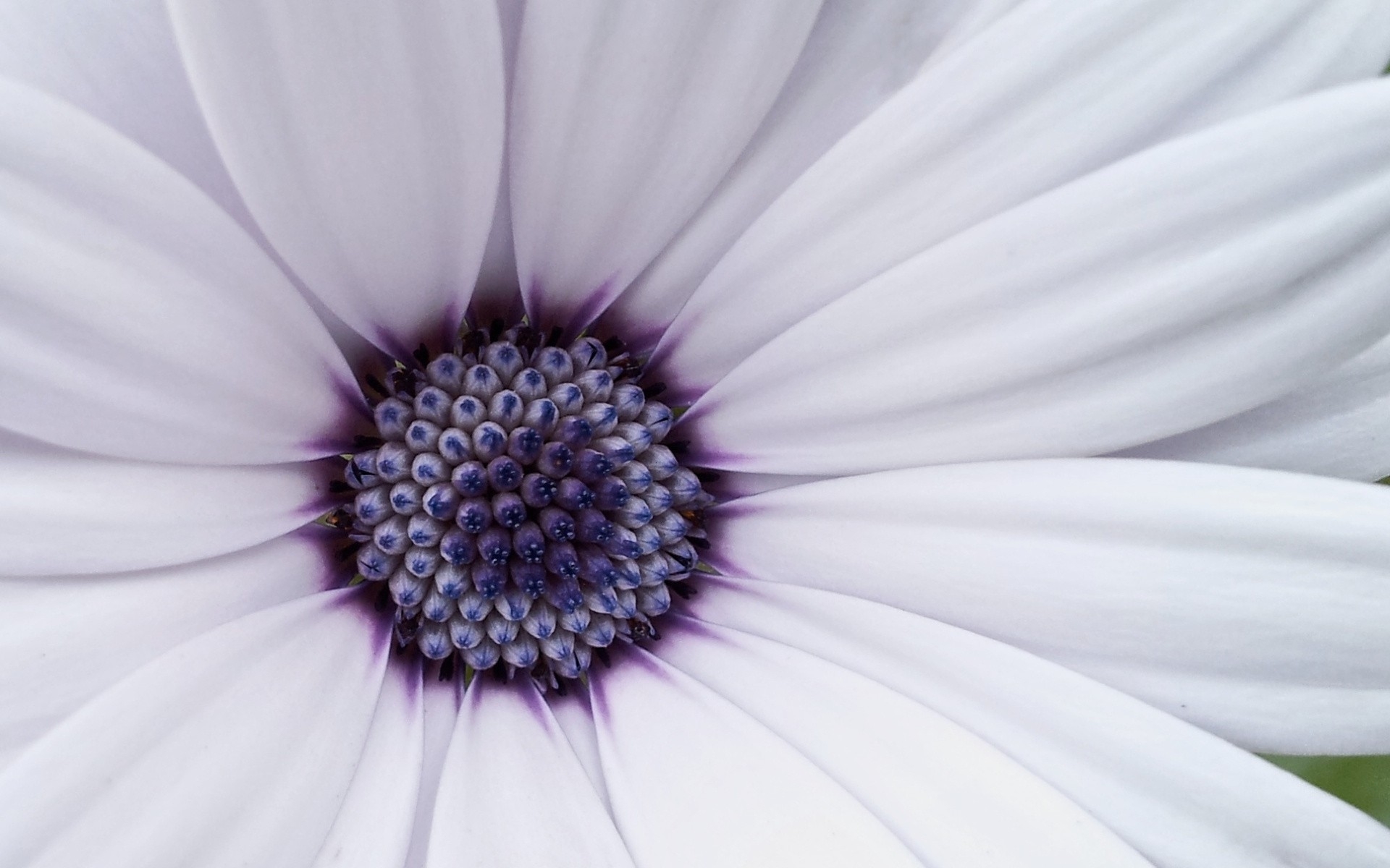 Картинки Цветок, лепестки, яркие, белые, сиреневые фото и обои на рабочий стол
