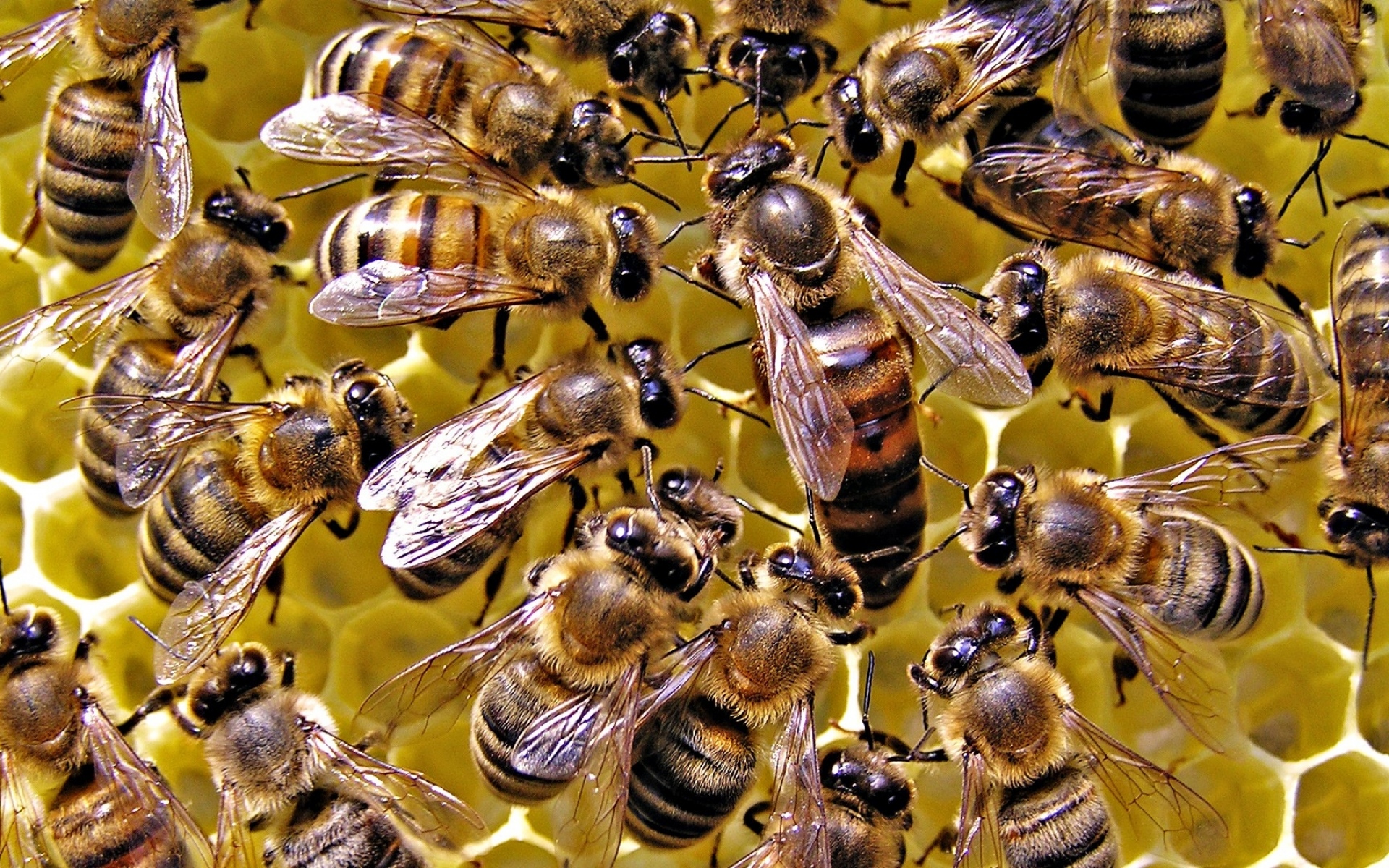Пчела королева