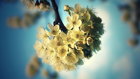 Цветы, веточка, бутон, свет