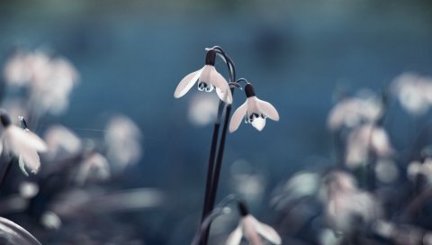 Цветы, трава, стебли
