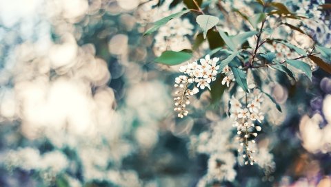 Вишня, цветы, листья, размышления, дерево