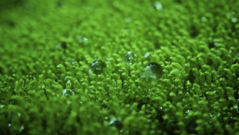 Трава, поверхность, капли, пузыри, зеленый, газон