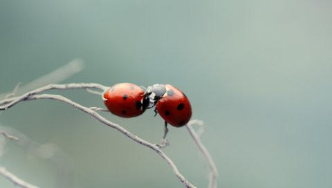 Божья коровка, пара, поцелуи, растение, ветка