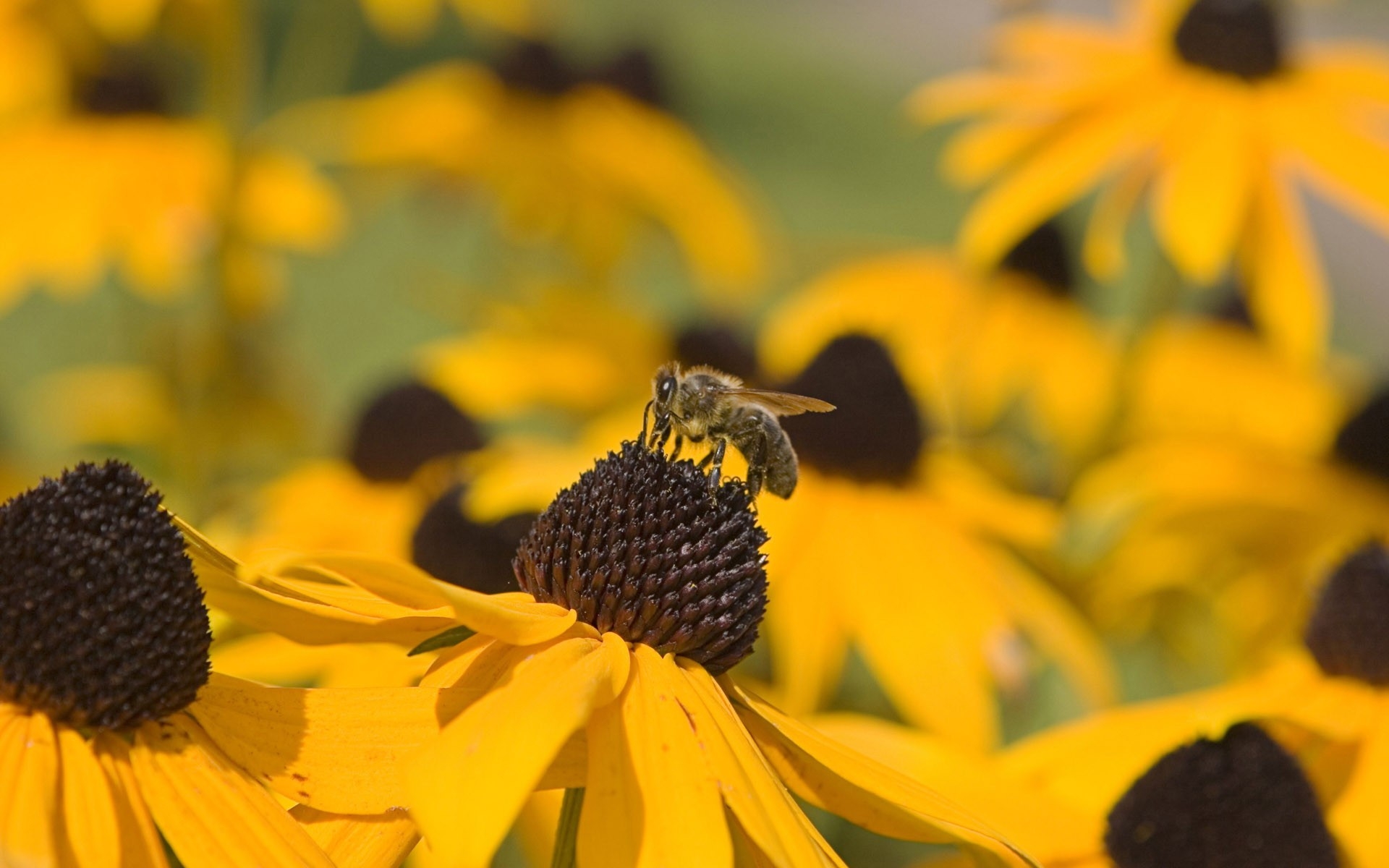 цветы пчела опыление без смс