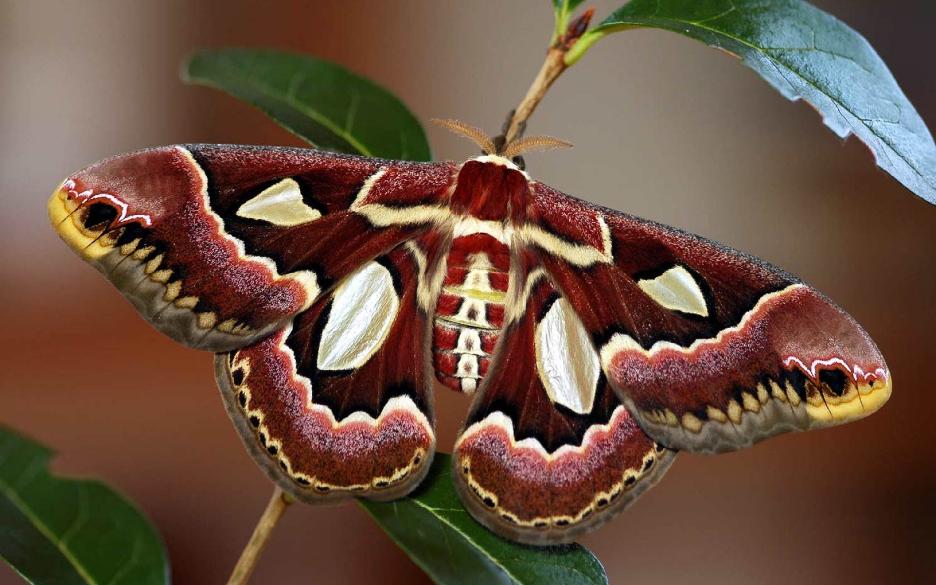 Крупные бабочки фото. Бабочка Павлиноглазка Ротшильда. Бабочка Павлиноглазка атлас. Индийский шелкопряд бабочка. Сатурния – Павлиноглазка Геркулес.