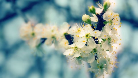 Цветы, цветущие, весна, блики, лес