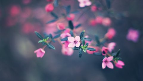 Цветы, блики, свет, яркие