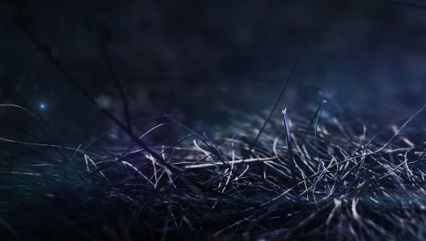 Трава, сухие, палки, ночь, тень