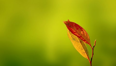 Листья, отражения, осень, сухие